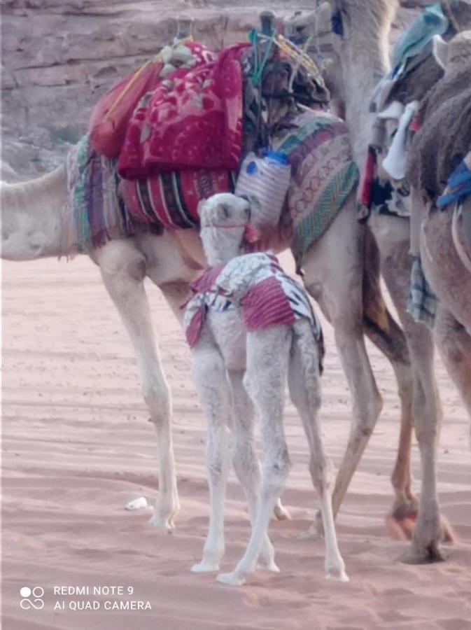 Orbit Camp 2 Hotel Wadi Rum Luaran gambar